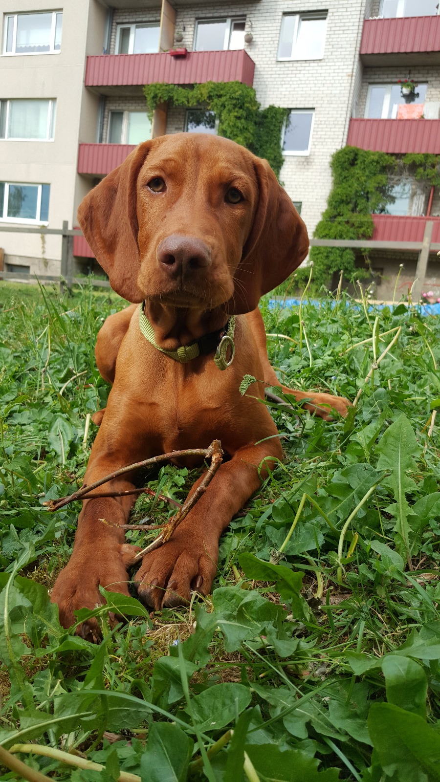 Ungari Vizsla ajalugu