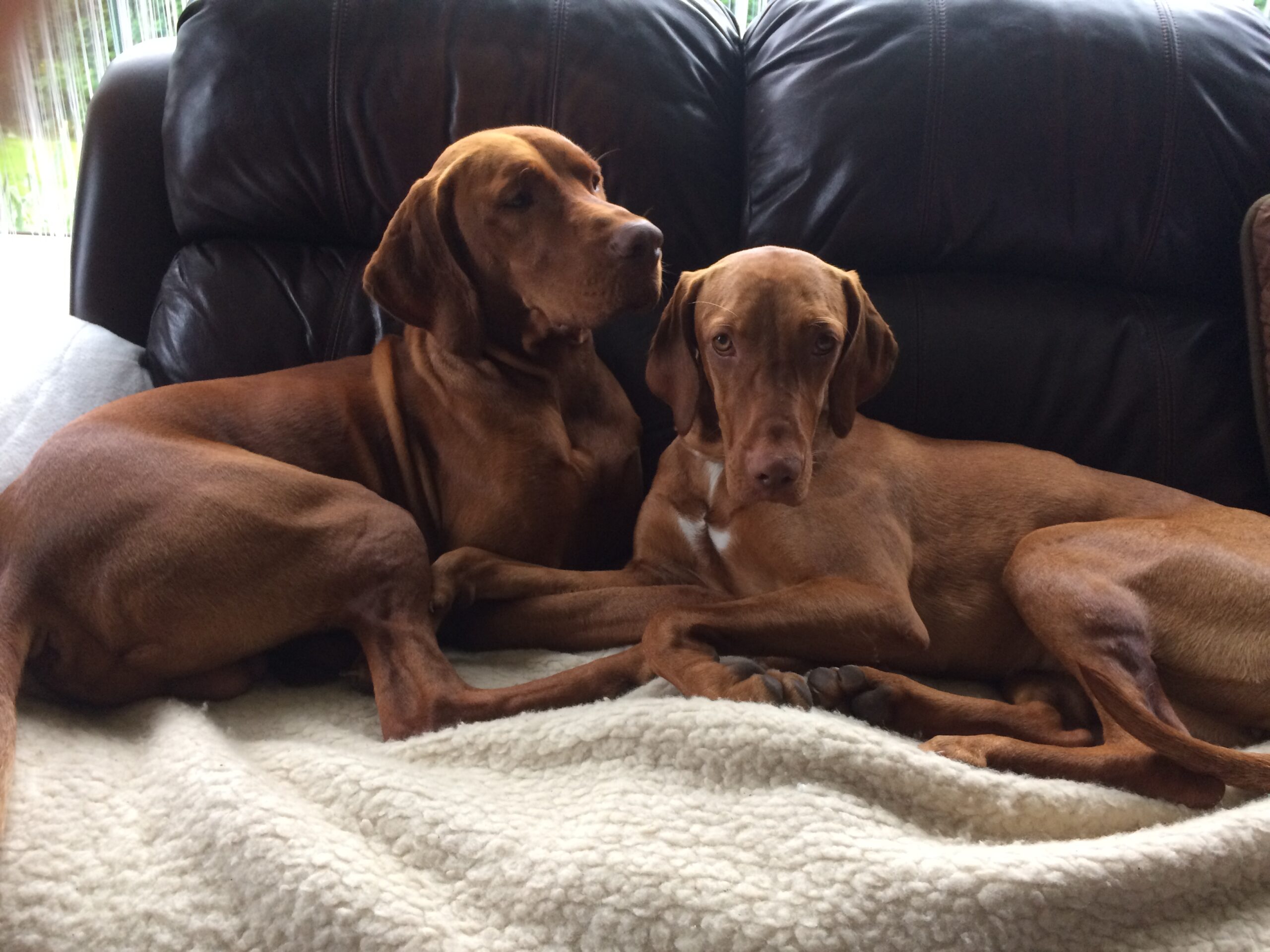 Ungari vizsla iseloom