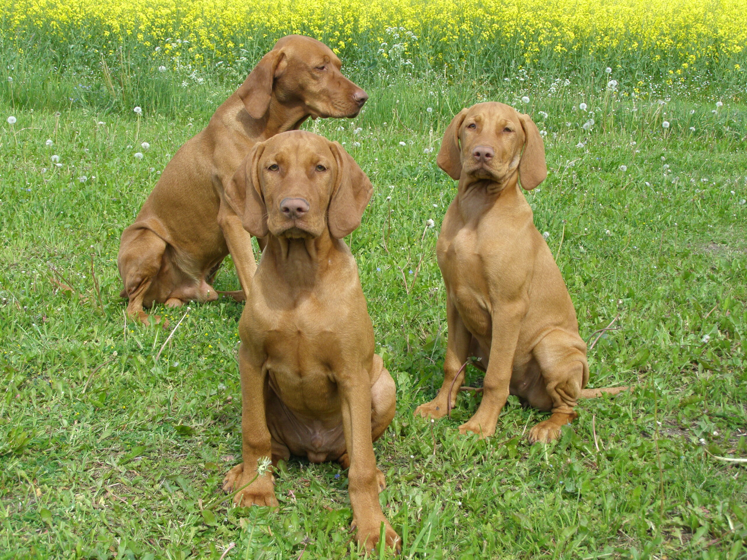 Vizsla kui töökatsetega jahikoer